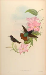 Aglaeactis pamela